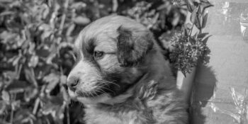 Bilim İnsanları Açıklıyor! Hayvanlar Zihinsel Sağlık Sorunları Yaşar Mı?