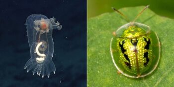 İçi Dışı Bir! Saydam Yapıları Nedeniyle Görmekte Zorlanacağınız 11 Transparan Hayvan