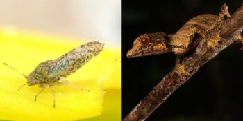 Yüzüklerin Efendisi Film Serisindeki Karakterlerin Adını Taşıyan 10 Hayvan