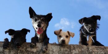 Bilim İnsanları Açıklıyor! Hayvanlar İnsanların Dilini Gerçekten Anlayabilir Mi?