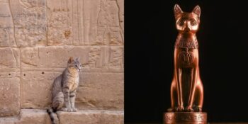 Nedjem: Tarihte Adı Bilinen İlk Kedi Hakkında Bilmeniz Gerekenler