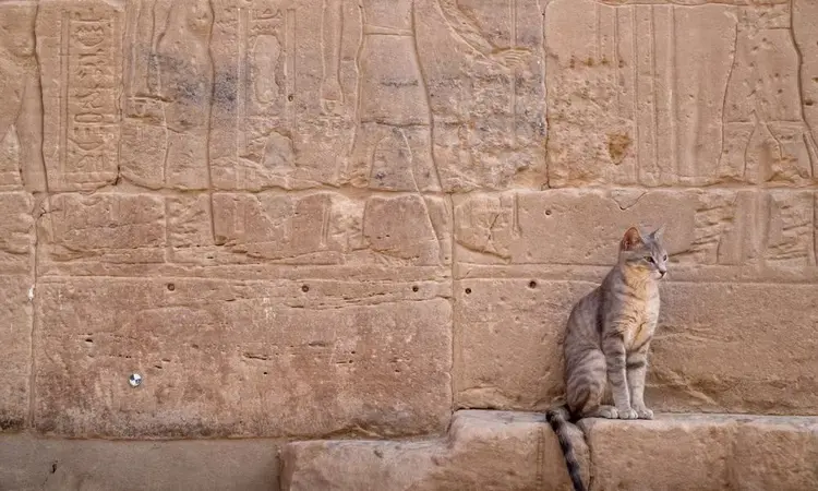 nedjem 