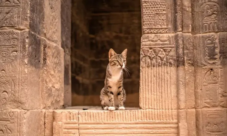 nedjem 