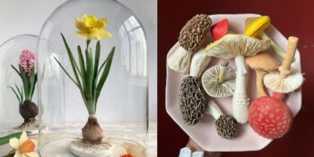 Kağıt Kullanarak Gerçekçi Mantar ve Çiçek Heykelleri Yapan Sanatçı Ann Wood’un Eserleri