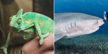 Köpek Balıklarından Semenderlere: Kendi Uzuvlarını ve Organlarını Yenileyebilen 6 Hayvan