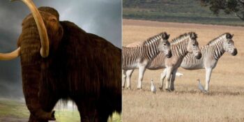 Yünlü Mamut’tan Dodo’ya: Bilim İnsanlarının Geri Getirmeye Çalıştığı Soyu Tükenmiş Hayvan Türleri