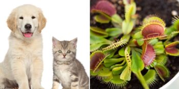 Evcil Hayvan Dostu Bitkiler: Kedi ve Köpeklere Zarar Vermeyecek 14 Ev Bitkisi