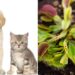 Evcil Hayvan Dostu Bitkiler: Kedi ve Köpeklere Zarar Vermeyecek 14 Ev Bitkisi