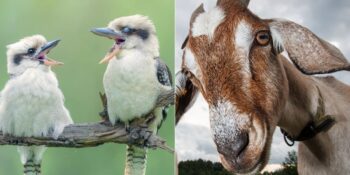 Uzmanlar Açıklıyor! Yaşadıkları Yerlere Göre Hayvanların Aksanları Değişiyor Olabilir Mi?