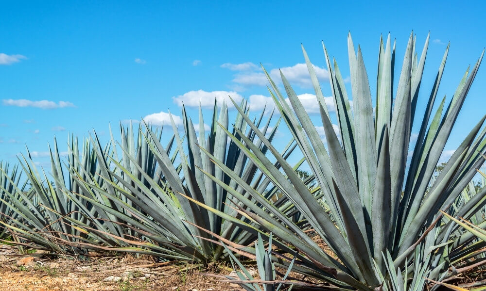 Agave çiçeği 