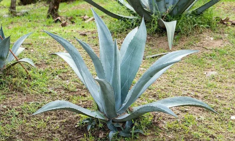 Agave çiçeği