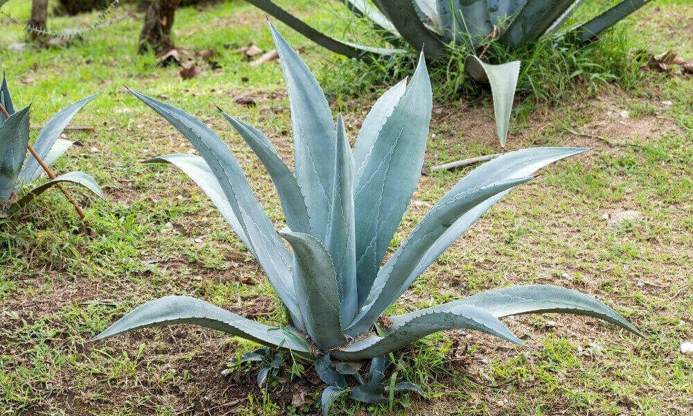 Agave çiçeği