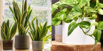 Hayatınızda Büyük Bir Fark Yaratabilir! Ruh Sağlığına İyi Gelen 8 İç Mekan Bitkisi