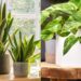 Hayatınızda Büyük Bir Fark Yaratabilir! Ruh Sağlığına İyi Gelen 8 İç Mekan Bitkisi