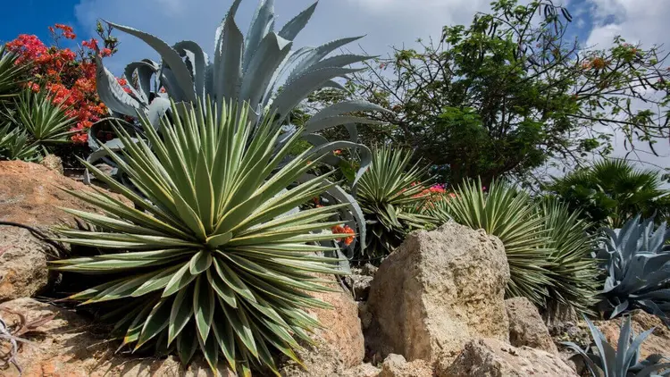 Agave çiçeği