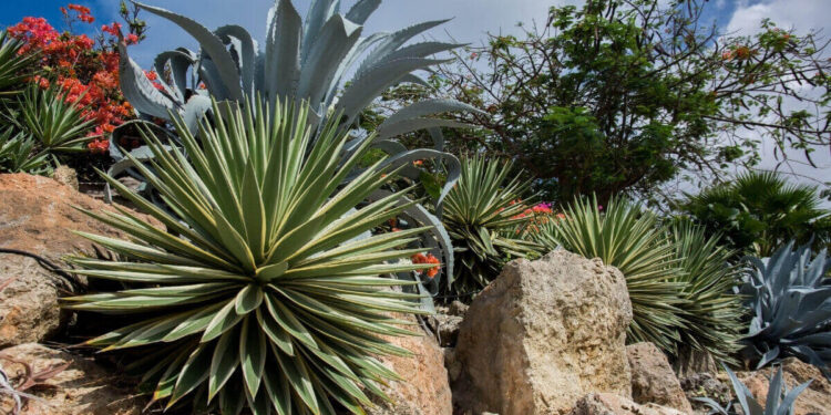 Agave çiçeği