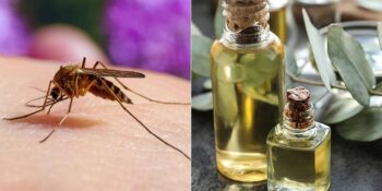 Yaz Aylarında Rahat Etmenizi Sağlayacak Sivrisinek Kovucu 9 Doğal Ürün