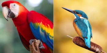 Doğduğunuz Aya Göre Hangi Kuşsunuz? Sizi Temsil Eden Kuş Karakteriniz Hakkında Ne Söylüyor?
