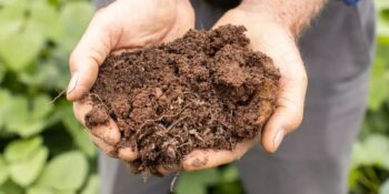 Jeofaji: Toprak Yeme Alışkanlığı Hakkında Bilmeniz Gerekenler