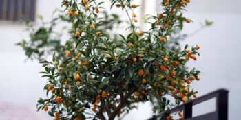 Tüm Püf Noktalarıyla: Evde Kumkuat Ağacı Bakımı Nasıl Yapılır?