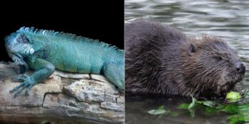 Yok Olma Tehlikesinden Mucizevi Bir Şekilde Kurtulan 12 Hayvan