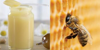Doğanın Mucizevi Maddesi Arı Sütü Nedir, Faydaları Nelerdir?