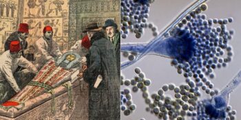 Araştırma: Mısır Firavunlarının Mezarında Keşfedilen Aspergillus Flavus Mantarı Kansere Çare Olabilir