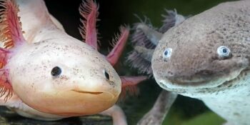 Ömür Boyu Genç Kalıyorlar! Axolotl Semenderi Nedir, Ne Yer, Nerede Yaşar?