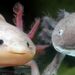 Ömür Boyu Genç Kalıyorlar! Axolotl Semenderi Nedir, Ne Yer, Nerede Yaşar?