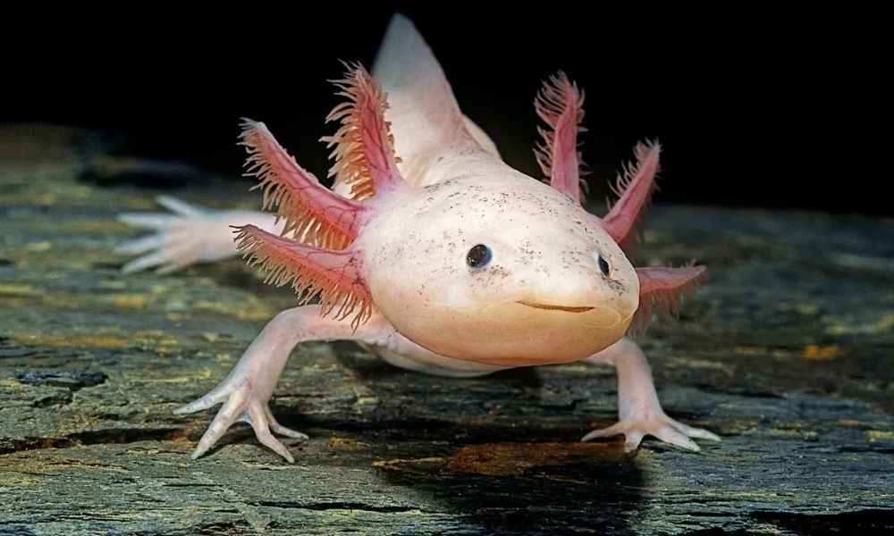 Axolotl