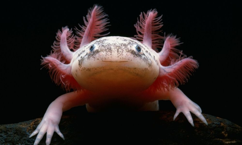 Axolotl