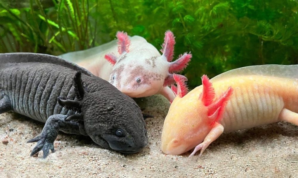 Axolotl