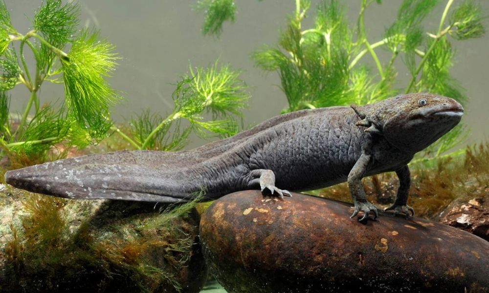 Axolotl