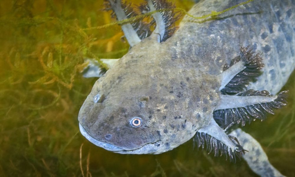 Axolotl