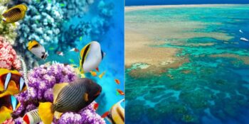 Dünyanın En Büyük Organik Yapısı! Büyük Set Resifi Hakkında Duyunca Çok Şaşıracağınız 15 Bilgi