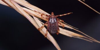 Türkiye’nin Kene Haritası Açıklandı: Hangi İllerde Risk Daha Fazla?