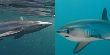 Akdeniz ve Ege’de Görüldüler: Türkiye’deki Köpek Balıkları Saldırgan Mı?