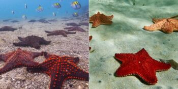 Denizyıldızları Hakkında Muhtemelen Daha Önce Duymadığınız 13 İlginç Bilgi