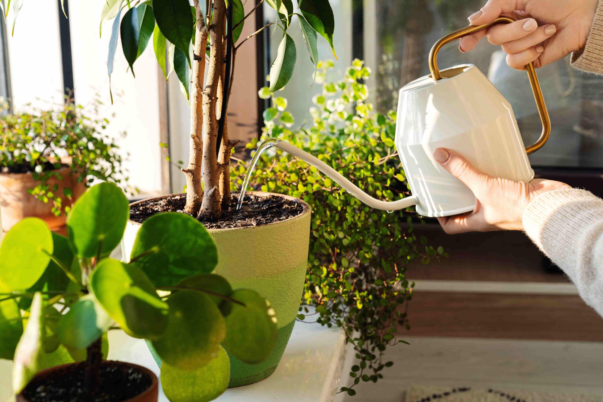 feng shui para ve bereket tüyoları