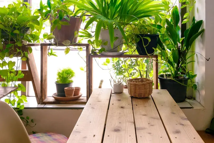 feng shui para ve bereket tüyoları