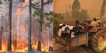 Buca, Çeşme ve Ödemiş: İzmir’de Yangınlarla Mücadele Devam Ediyor