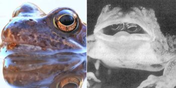 Bilim İnsanları Şaşkın! Kanada’da Keşfedilen Gözleri Ağzında Olan Kurbağa Hakkında Ne Biliniyor?