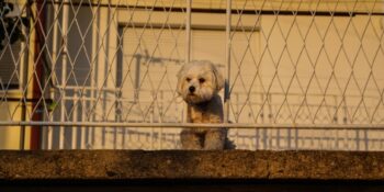 Yaklaşık Sayı Sistemi Nedir? Hayvanlar Basit Matematik İşlemi Yapabilir Mi?