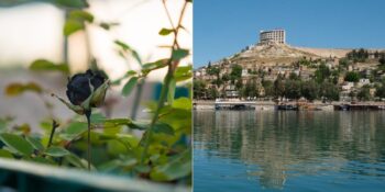 Karagül: Dünyada Sadece Şanlıurfa’nın Halfeti İlçesinde Yetişen Çiçek