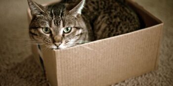 Bilim İnsanları Açıklıyor! Kediler Neden Küçük Alanlara Girmeyi Sever?