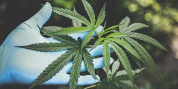 TBMM’de Tıbbi Kenevir Teklifi Yasalaştı: Şimdi Neler Olacak, Tıbbi Kenevir Nedir?