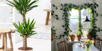 Uğursuzluk Getiren Bitkiler: Evin Enerjisini Altüst Ettiği Düşünülen 15 Çiçek