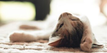 Bilimsel Bir Açıklaması Var! İnsanlar Neden Uykusunda Konuşur?