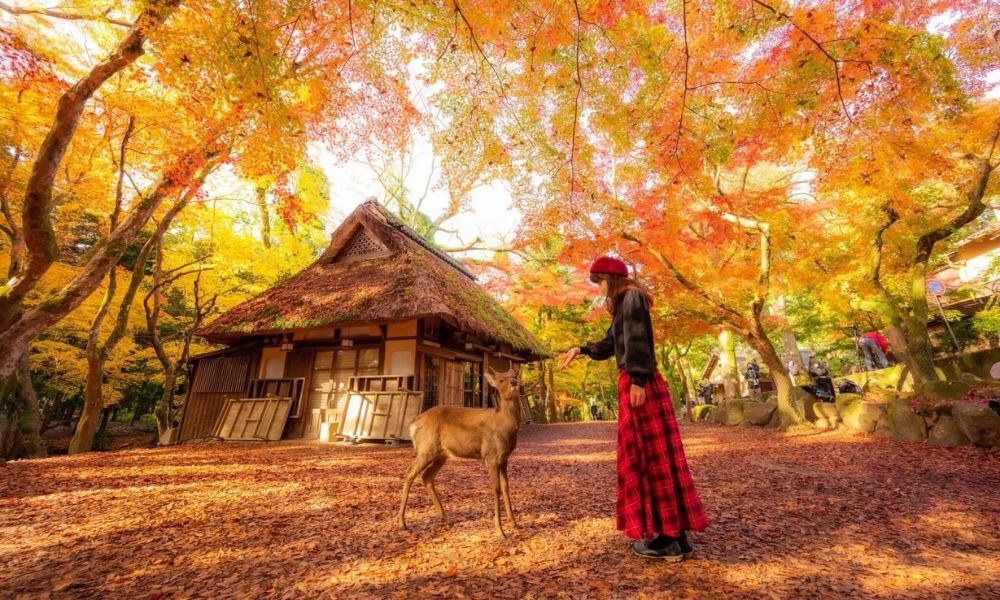Japonya seyahatinden önce bilmeniz gereken Japonca cümleler