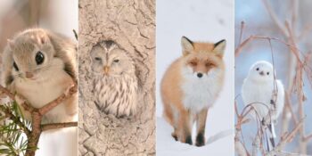 Görünce Sarılmak İsteyeceksiniz! Japonya’nın Hokkaido Adası’na Özgü 7 Sevimli Hayvan